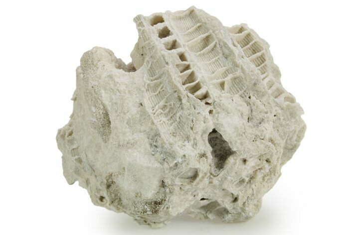 Silurian Dolostone w/ Sparkling Fossil Coral (Fletcheria) - Ohio #362626